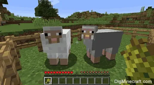 minecraft sheep How to Make a Rainbow Sheep in Minecraft?