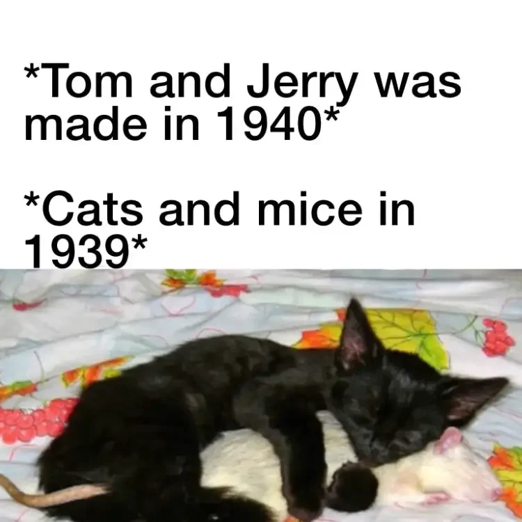 013 tom and jerry meme 200+ Best Tom And Jerry Memes