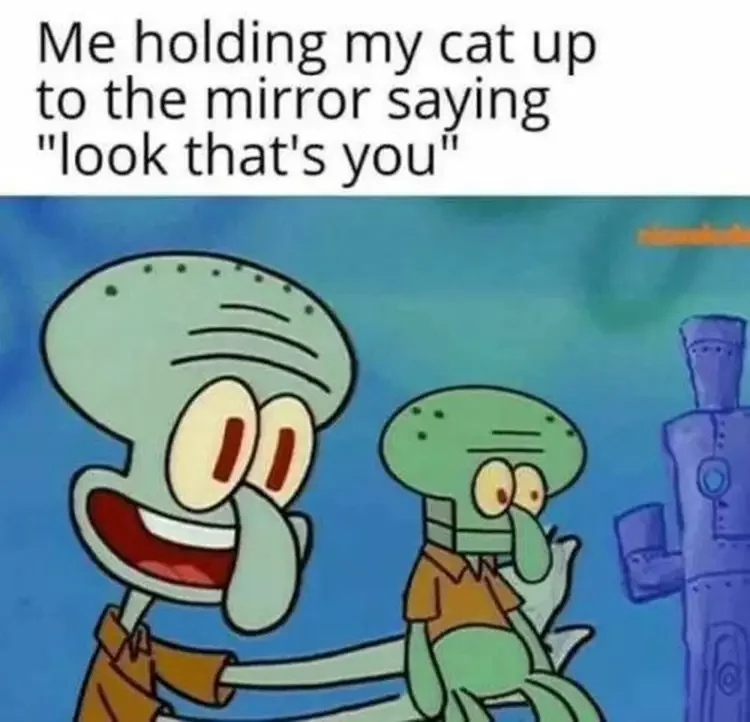 098 squidward holding cat to mirror meme 135+ Best Squidward Memes of All Time
