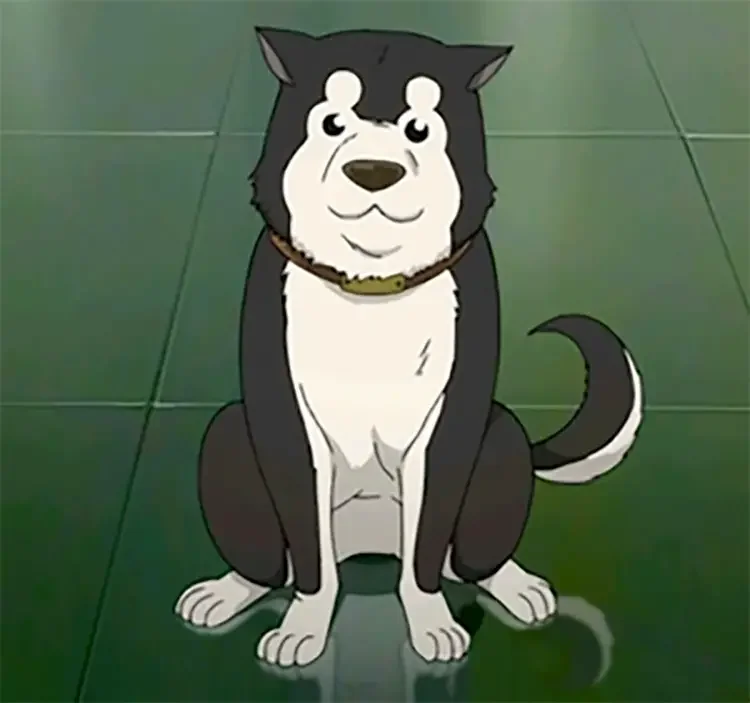 03 black hayate fullmetal alchemist anime 18 Best Anime Dogs